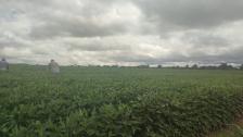 Fazenda em Paranatinga Fazenda em Paranatinga