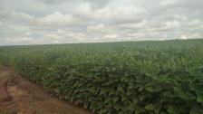 Fazenda em Paranatinga Fazenda em Paranatinga