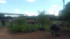 Fazenda em Acorizal Fazenda em Acorizal