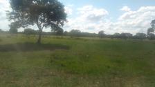 Fazenda em Acorizal Fazenda em Acorizal