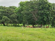 Fazenda em Rosario Oeste Fazenda em Rosario Oeste